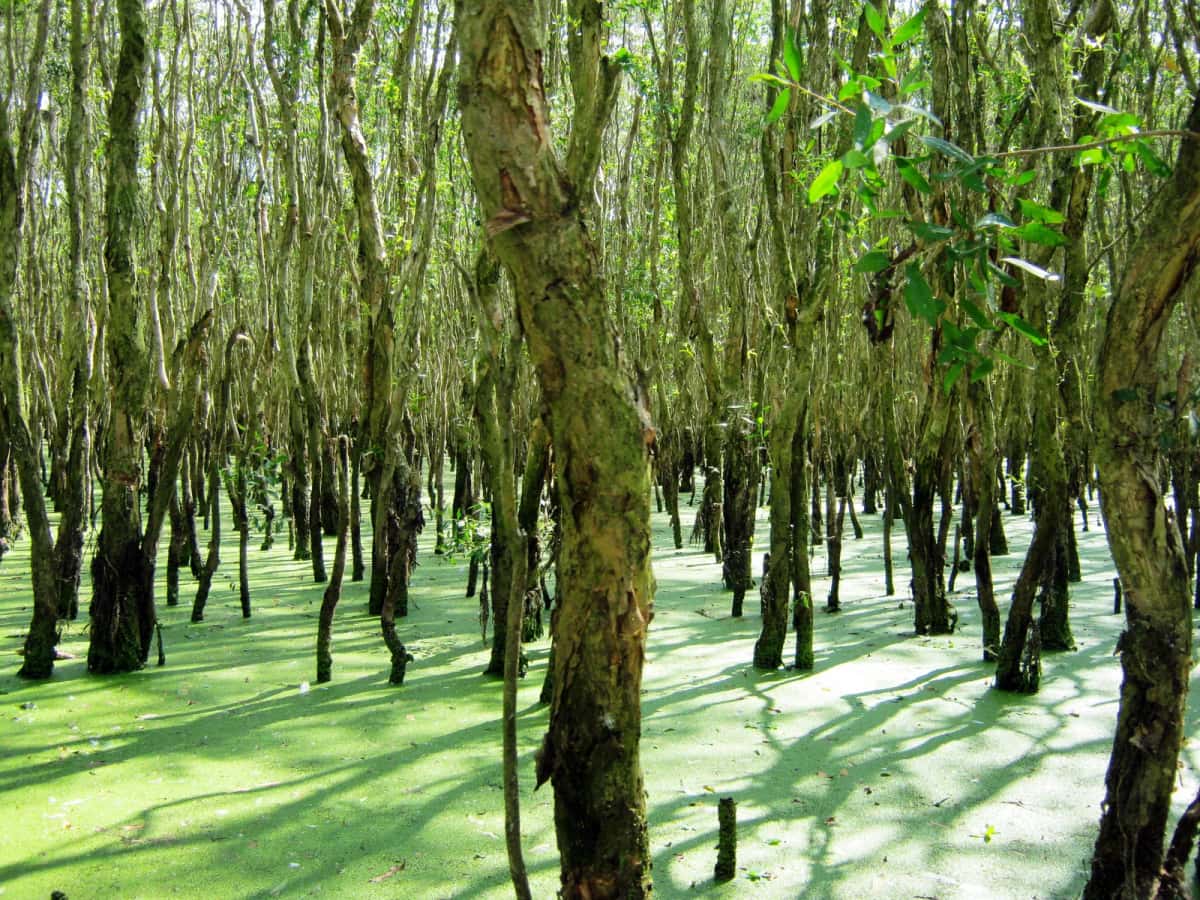 Forêt de cajeputs et tapis vert de lentilles d'eau à Trà Sư, près de Châu Đốc, province d'An Giang