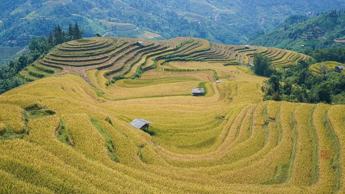 Rizières en terrasses dorées à la veille de la récolte, avec de petites cabanes, dans les montagnes du nord du Vietnam