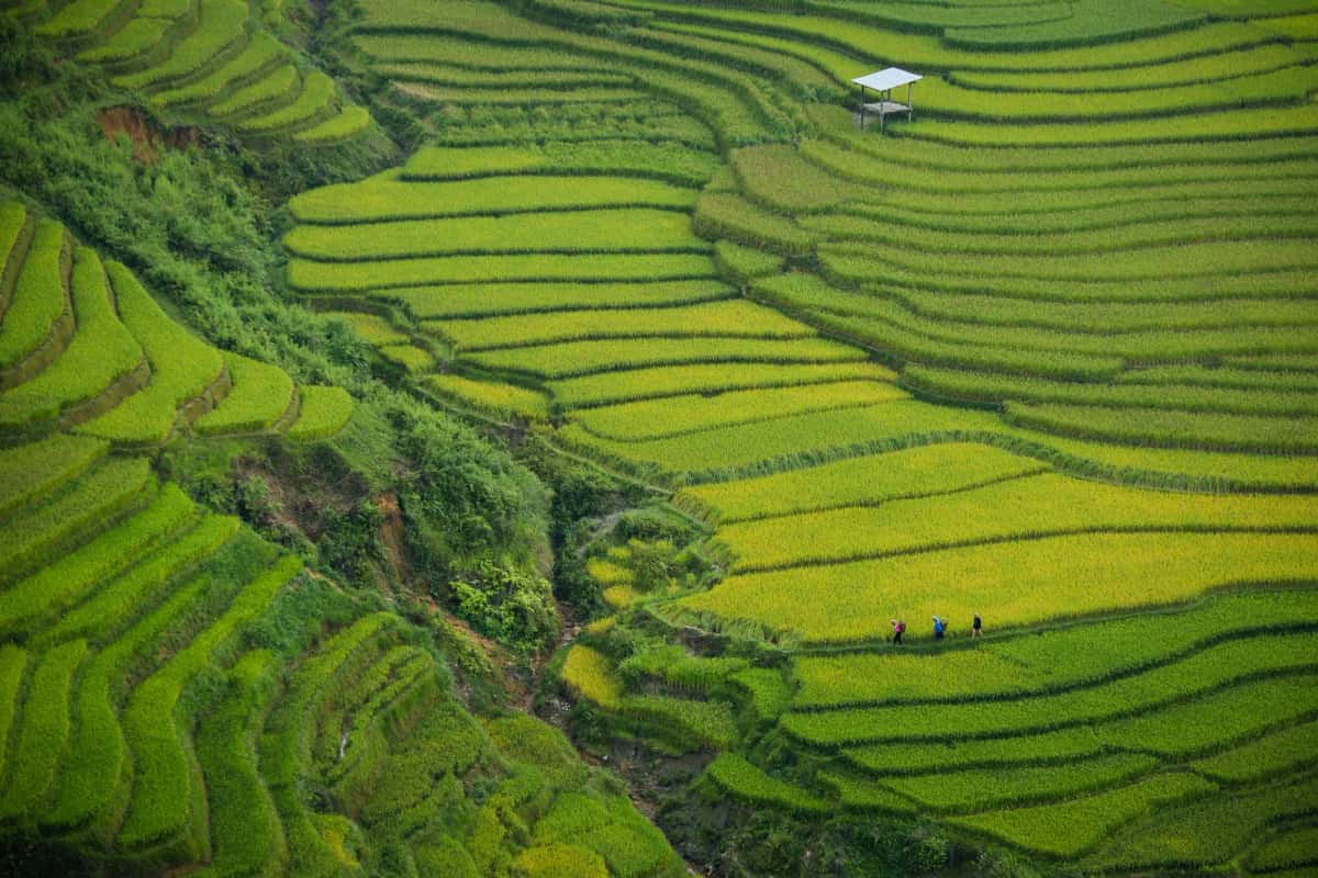Rizières en terrasses vertes et jaunes sur les pentes du col de Khau Pha, district de Mù Cang Chải