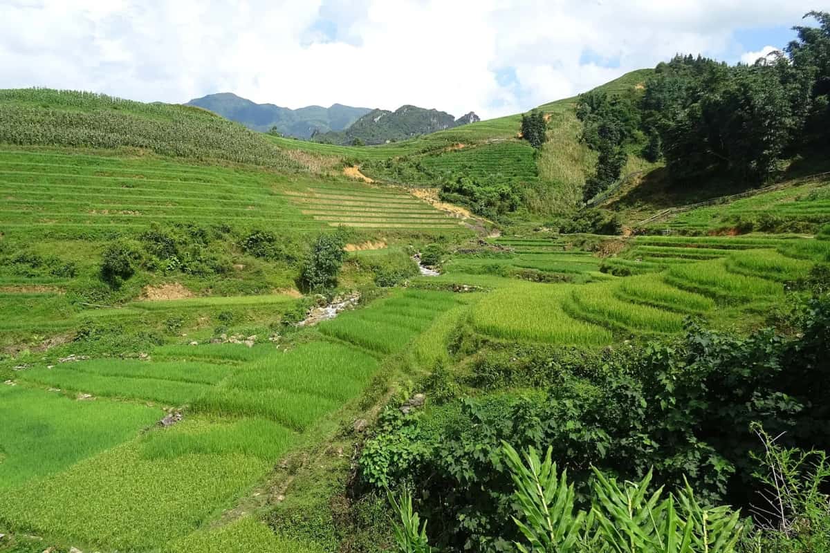 Rizières en terrasses vertes entre Sa Pa et Tả Phìn, province de Lào Cai